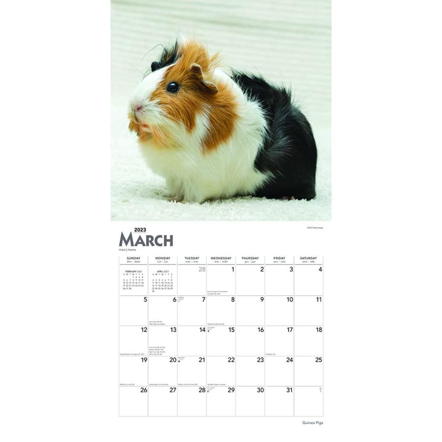 モルモット レギュラーサイズ 壁掛け カレンダー 23年 令和5年 動物 暦 月めくり ペットカレンダー ギニーピッグ 小動物 動物カレンダー 23b 犬と動物 トラストワンポイント 通販 Yahoo ショッピング