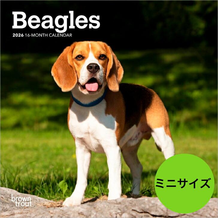 送料無料 ビーグル ミニサイズ 壁掛け カレンダー 23年 令和5年 動物 暦 動物 ペットカレンダー 犬種別カレンダー 犬 ドッグ 23b 犬と動物 トラストワンポイント 通販 Yahoo ショッピング