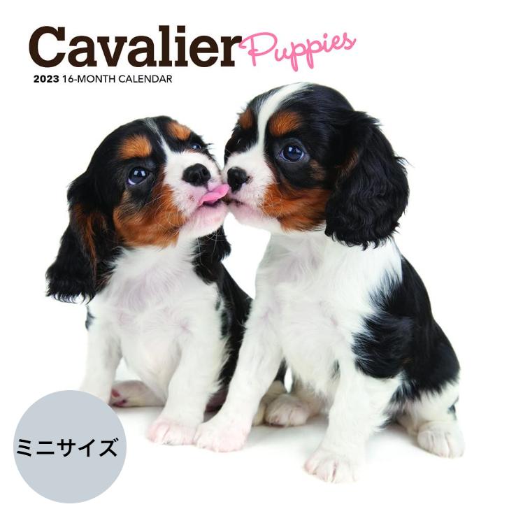 送料無料 キャバリア パピー ミニサイズ 壁掛け カレンダー 23年 令和5年 暦 犬 いぬ ドッグ Dog Dog 動物 ペット 月めくり 犬種カレンダー 23b 犬と動物 トラストワンポイント 通販 Yahoo ショッピング