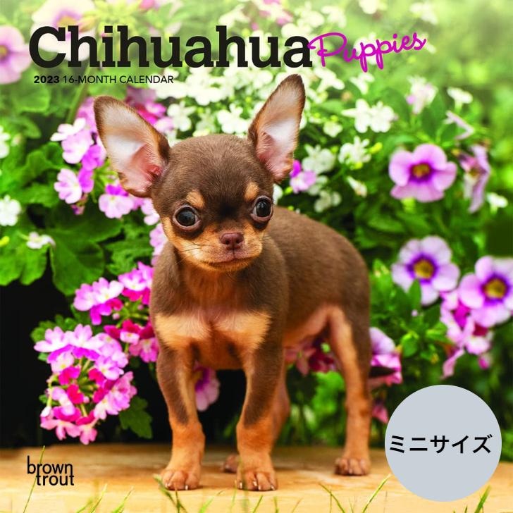 送料無料 チワワ パピー ミニサイズ 壁掛け カレンダー 23年 令和5年 暦 犬 いぬ ドッグ Dog Dog 動物 ペット 月めくり 犬種 カレンダー 23b 犬と動物 トラストワンポイント 通販 Yahoo ショッピング