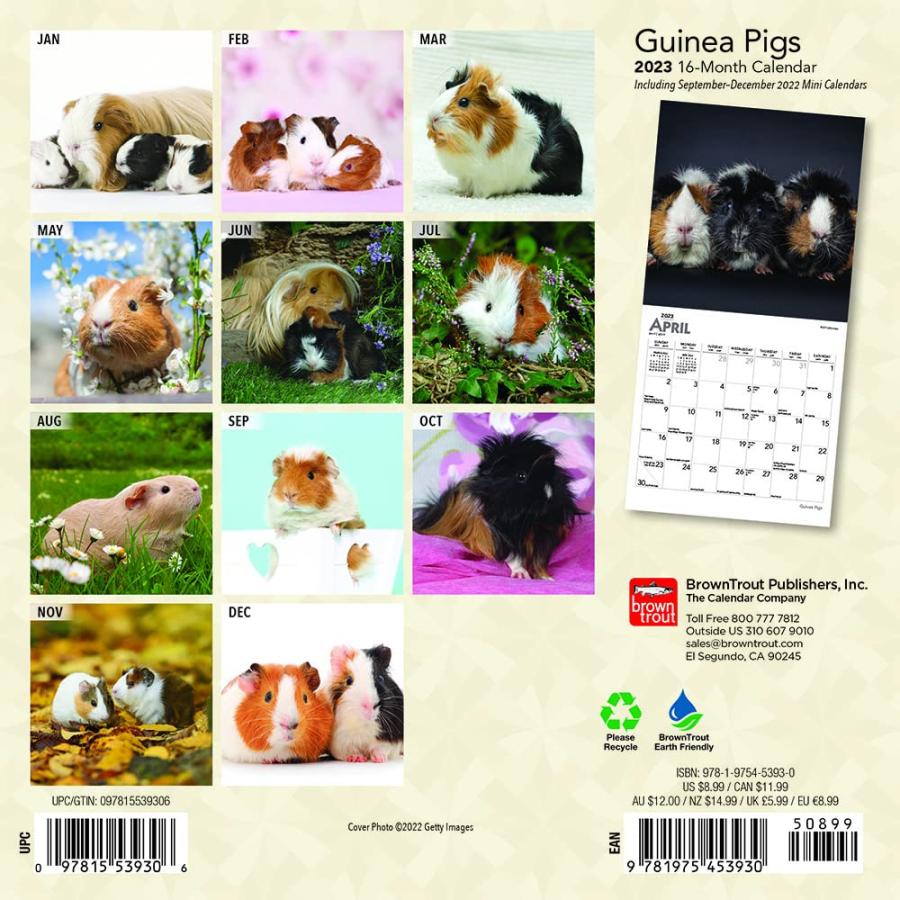 送料無料 モルモット ミニサイズ 壁掛け カレンダー 23年 令和5年 動物 暦 月めくり 小動物 ペット 動物 ペットカレンダー 月めくり 23b 犬と動物 トラストワンポイント 通販 Yahoo ショッピング