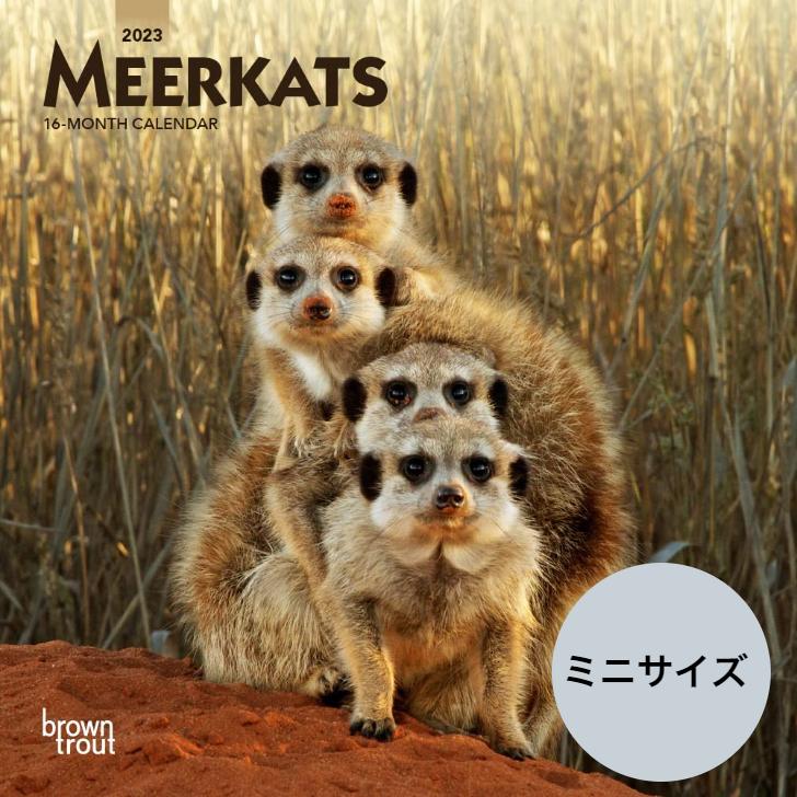 送料無料 ミーアキャット ミニサイズ 壁掛け カレンダー 23年 令和5年 動物 暦 小動物 ペット 動物 ペットカレンダー 月めく 23b 犬と動物 トラストワンポイント 通販 Yahoo ショッピング