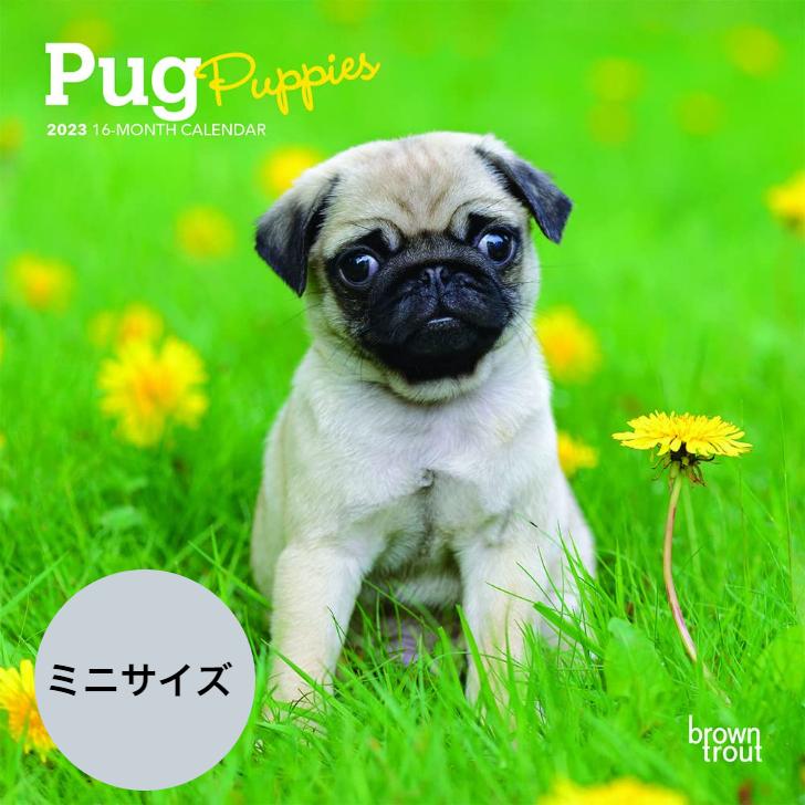 送料無料 パグ パピー ミニサイズ 壁掛け カレンダー 23年 令和5年 暦 犬 いぬ ドッグ Dog Dog 動物 ペット 月めくり 犬種 カレンダー 23b 犬と動物 トラストワンポイント 通販 Yahoo ショッピング