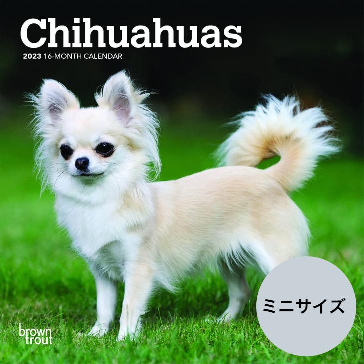 送料無料 チワワ ミニサイズ 壁掛け カレンダー 23年 令和5年 動物 暦 暦 犬 いぬ ドッグ Dog Dog 動物 ペット 月めくり 犬種 カレンダー 23b 犬と動物 トラストワンポイント 通販 Yahoo ショッピング