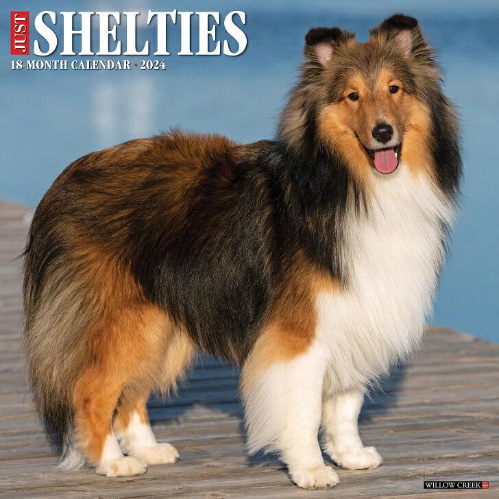 シェットランドシープドッグ レギュラーサイズ 壁掛け カレンダー 23年 令和5年 暦 動物 犬 Dog シェルティー 月めくり 中綴じ ペット 犬種カレンダー 23w 犬と動物 トラストワンポイント 通販 Yahoo ショッピング