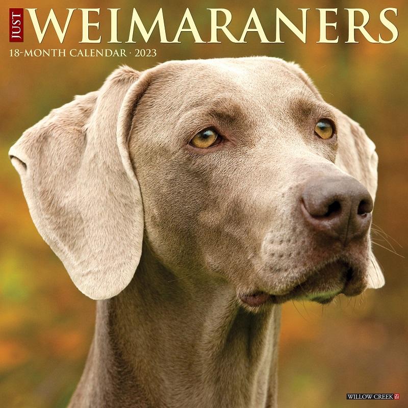 ワイマラナー レギュラーサイズ 壁掛け カレンダー 23年 令和5年 暦 犬 ドッグ Dog 動物 月めくり ペットカレンダー 犬種カレンダー 23w 犬と動物 トラストワンポイント 通販 Yahoo ショッピング