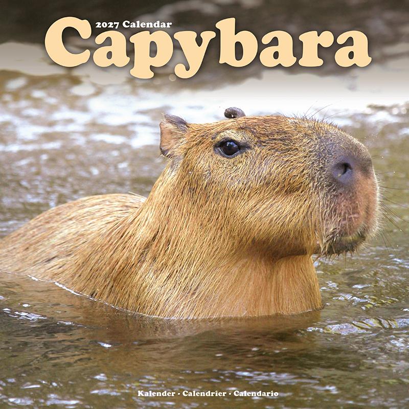 カピバラ カレンダー 月めくり 壁掛け 2027年 令和9年 暦 野生動物