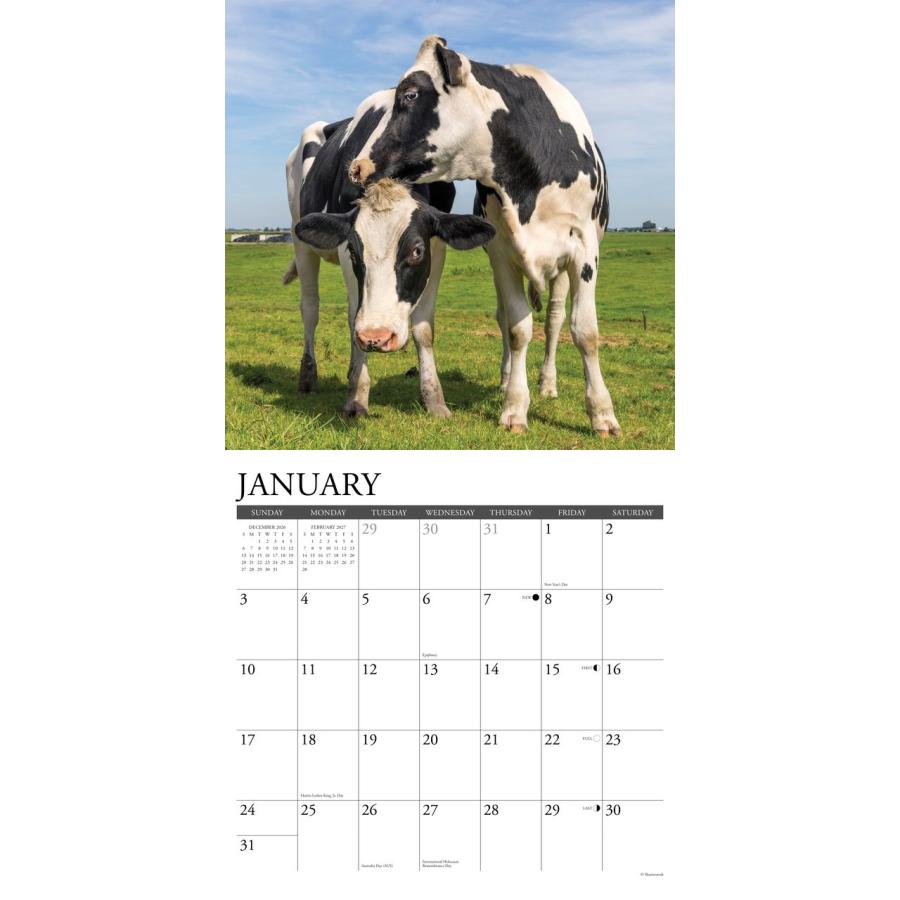 牛 ウシ カレンダー 2027年 壁掛け 令和9年 カウ cow 動物 WILLOW