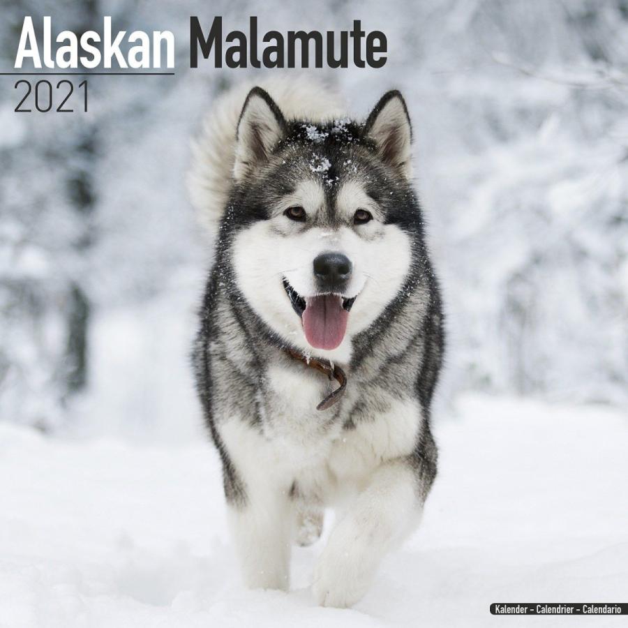 予約販売 アラスカンマラミュート スクエアタイプ エーボンサイド カレンダー 21年 令和3年 動物 犬 壁掛け 輸入 犬と動物 トラストワンポイント 通販 Yahoo ショッピング