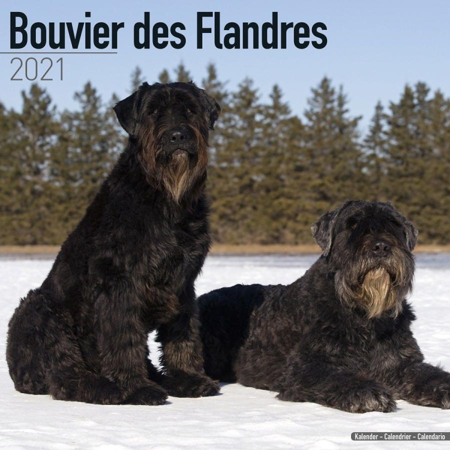 ブービエデフランダース スクエアタイプ エーボンサイド カレンダー 21年 令和3年 動物 犬 壁掛け 輸入 犬と動物 トラストワンポイント 通販 Yahoo ショッピング