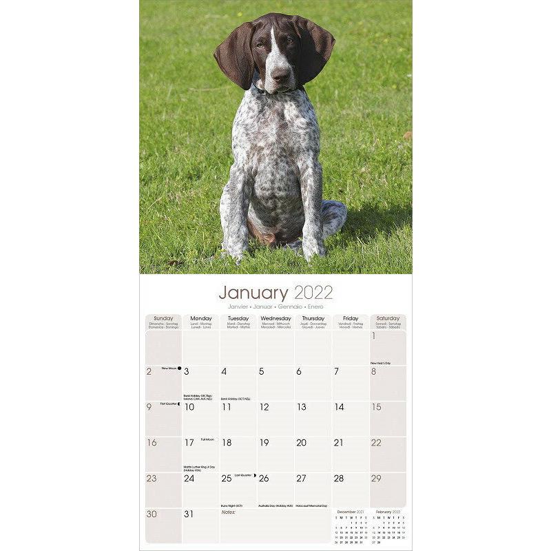 ジャーマンショートヘアードポインターカレンダー 22年 令和4年 動物 犬種カレンダー 犬 ドッグ 壁掛け 月めくり 輸入 かわいい 中綴じ Avonside 犬と動物 トラストワンポイント 通販 Yahoo ショッピング