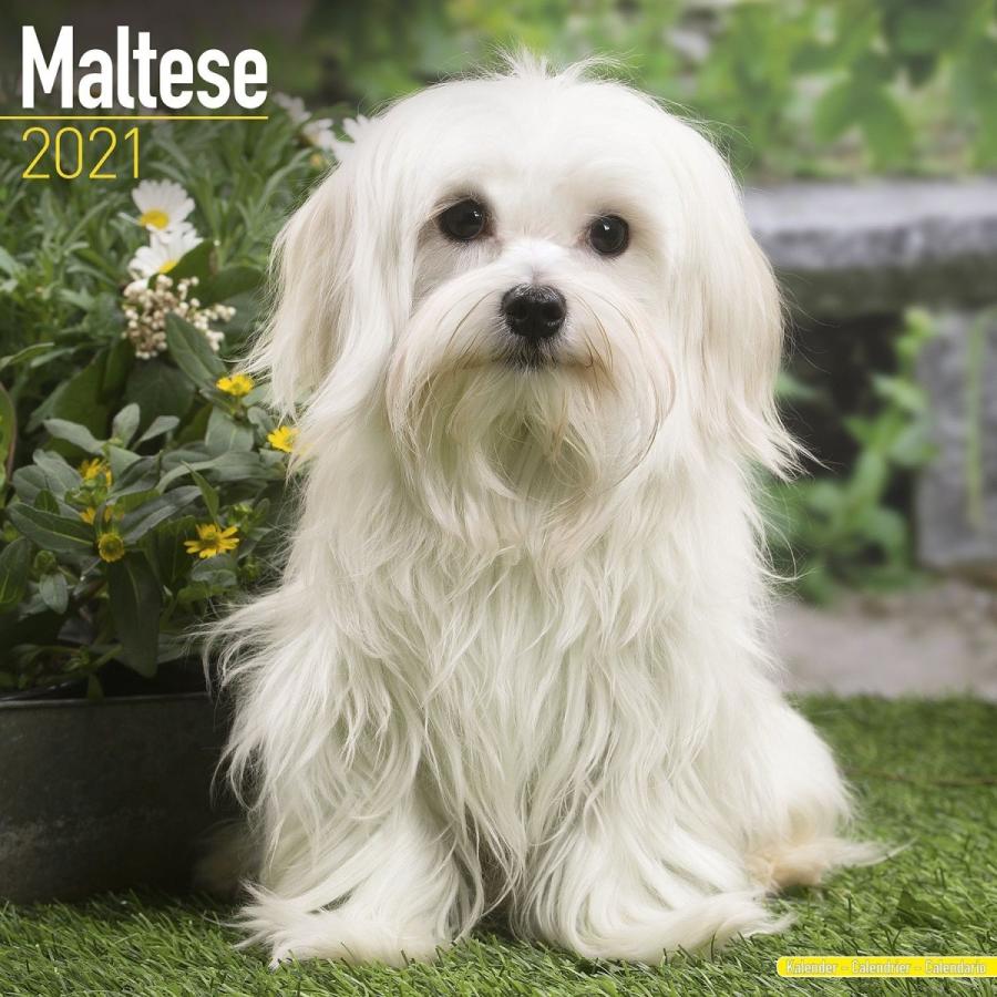 マルチーズ スクエアタイプ エーボンサイド カレンダー 21年 令和3年 動物 犬 壁掛け 輸入 犬と動物 トラストワンポイント 通販 Yahoo ショッピング