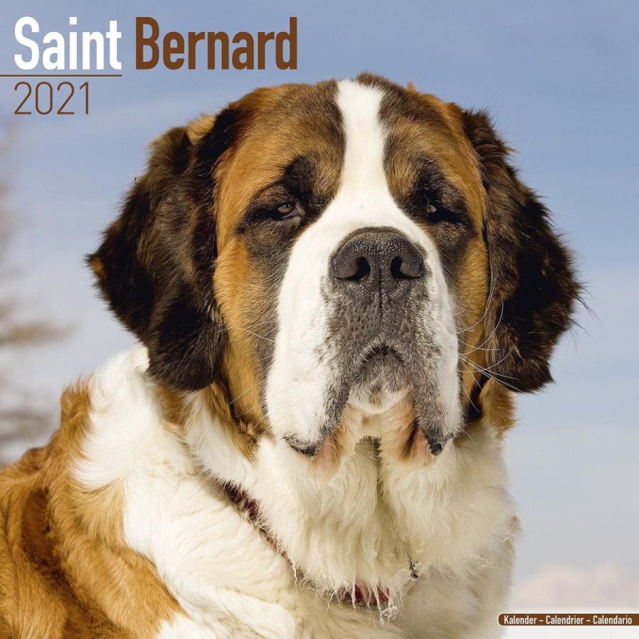 セントバーナード スクエアタイプ エーボンサイド カレンダー 21年 令和3年 動物 犬 壁掛け 輸入 犬と動物 トラストワンポイント 通販 Yahoo ショッピング