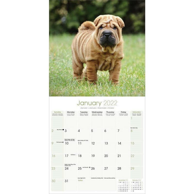 予約販売 シャーペイ スクエアタイプ エーボンサイド カレンダー 21年 令和3年 動物 犬 壁掛け 輸入 犬と動物 トラストワンポイント 通販 Yahoo ショッピング