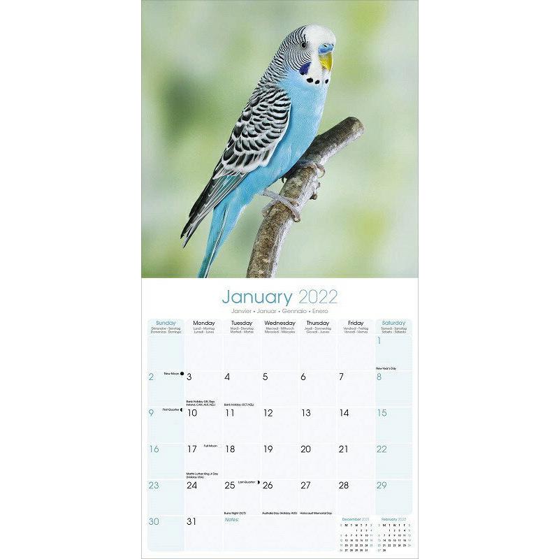 セキセイインコ インコ オウム 着後レビューで 送料無料 鳥類カレンダー 22年 令和4年 動物 輸入 中綴じ かわいい Avonside 月めくり 壁掛け
