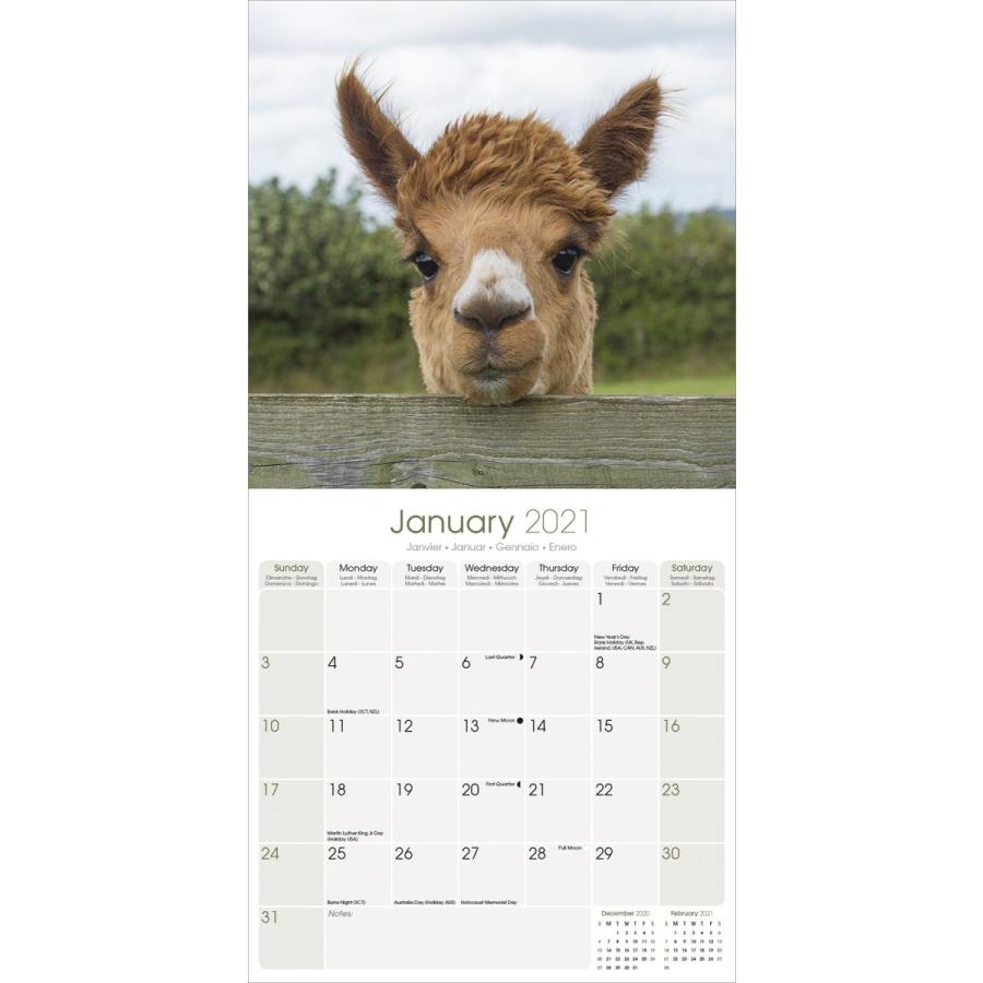 アルパカ スクエアタイプ エーボンサイド カレンダー 21年 令和3年 動物 犬 ドッグ 壁掛け 輸入 かわいい 犬と動物 トラストワンポイント 通販 Yahoo ショッピング