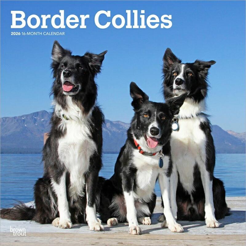 ボーダーコリー カレンダー 22年 令和4年 動物 犬種カレンダー 犬 ドッグ Dog 壁掛け 月めくり 輸入 かわいい 中綴じ 犬と動物 トラストワンポイント 通販 Yahoo ショッピング