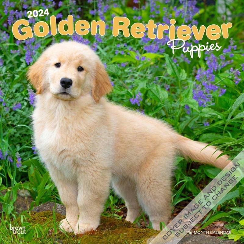 ゴールデンレトリーバー ゴールデンレトリバー パピー カレンダー 22年 令和4年 動物 犬種カレンダー 犬 ドッグ Dog 壁掛け 月めくり 輸入 かわいい 中綴じ 犬と動物 トラストワンポイント 通販 Yahoo ショッピング