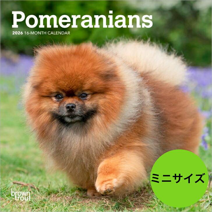 ポメラニアン 犬カレンダー 22年 令和4年 動物 犬種カレンダー ドッグ 壁掛け 月めくり 輸入 かわいい 犬と動物 トラストワンポイント 通販 Yahoo ショッピング