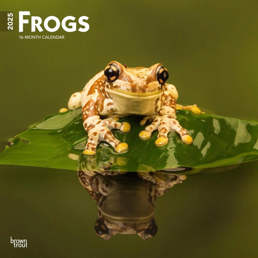 フロッグ カエル 蛙 かえる 両生類 カレンダー 22年 令和4年 動物 壁掛け 月めくり 輸入 かわいい 中綴じ 犬と動物 トラストワンポイント 通販 Yahoo ショッピング