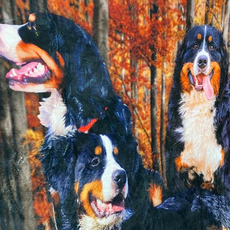 バーニーズマウンテンドッグ ブランケット ひざ掛け 犬 dog DOG バーニーズマウンテンドッグ ブランケット ひざ掛け 犬 dog DOG