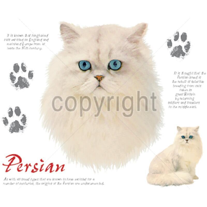キャット Cat クッション New 50ｘ50cm 大きめ ビッグサイズ 洗える かわいい おしゃれ ペルシャ 猫柄 ネコ ねこ 猫プリント 雑貨 猫グッズ 動物 オーナーグッズ Cus Wb1 3008 犬と動物 トラストワンポイント 通販 Yahoo ショッピング