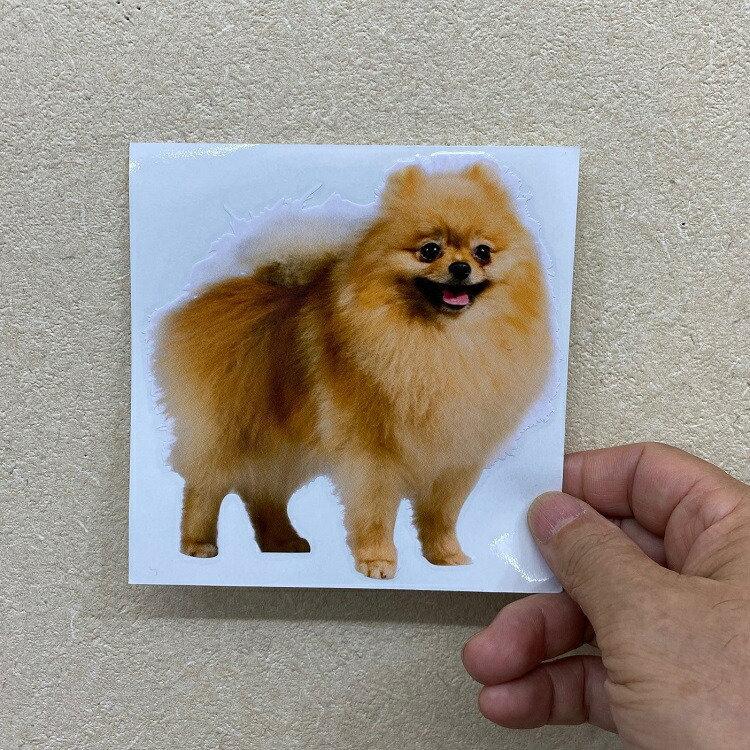 ポメラニアン 犬 ステッカー 小型犬 車 かわいい おしゃれ シール 白 いぬ ホワイト 祝開店大放出セール開催中