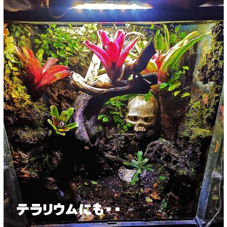 □ 2個セット アクアリウム テラリウム 装飾 ドクロ ハウス □ 2個セット アクアリウム テラリウム 装飾 ドクロ ハウス