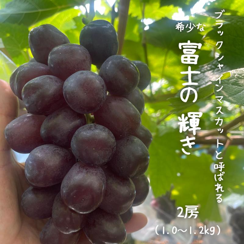 ☆2026年10月 予約販売☆ 黒いシャインマスカット！希少な「富士の輝き