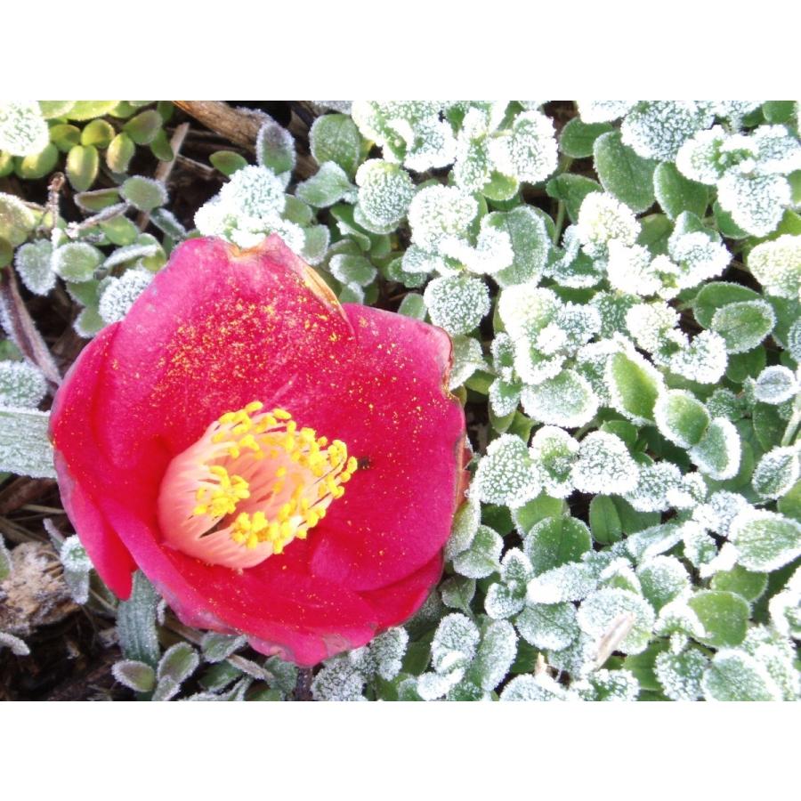 五島列島特産 椿油 50cc〜五島列島の椿の実をしぼった純粋椿油です♪〜 |  | 03