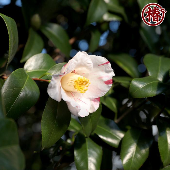 椿 秋の山・あきのやま 15cmポット（5号鉢）挿木苗【つばき 苗木 常緑