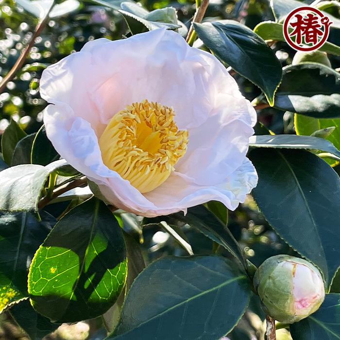 椿 曙・あけぼの 15cmポット（5号鉢）挿木苗【つばき ツバキ 苗木 常緑