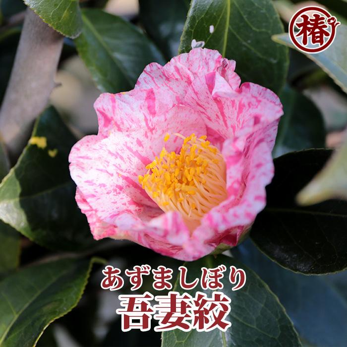 椿 吾妻絞・あずましぼり・あづましぼり 15cmポット（5号鉢）挿木苗