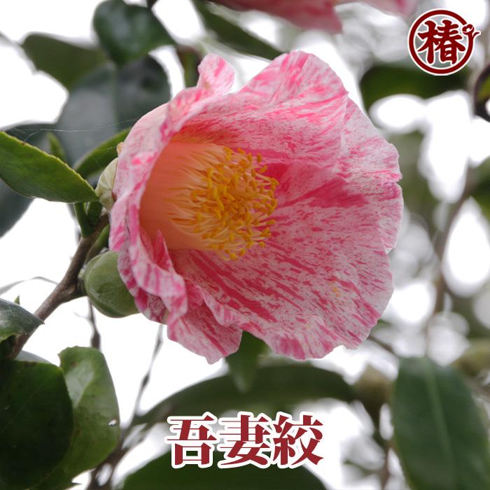 椿 吾妻絞・あずましぼり・あづましぼり 15cmポット（5号鉢）挿木苗