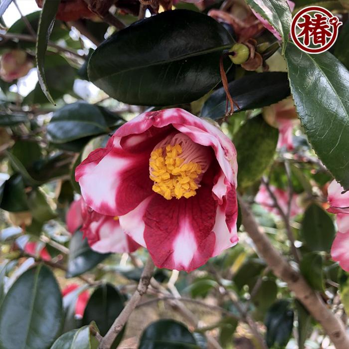 椿 医王寺・いおうじ 15cmポット（5号鉢）挿木苗【つばき 苗木 常緑