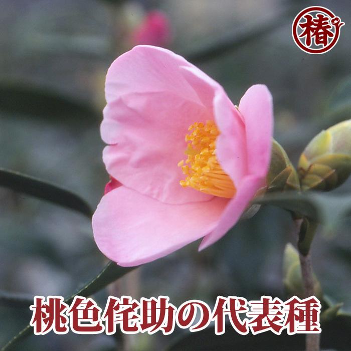 椿 有楽・うらく（別名：太郎冠者・たろうかじゃ）15cmポット（5号鉢