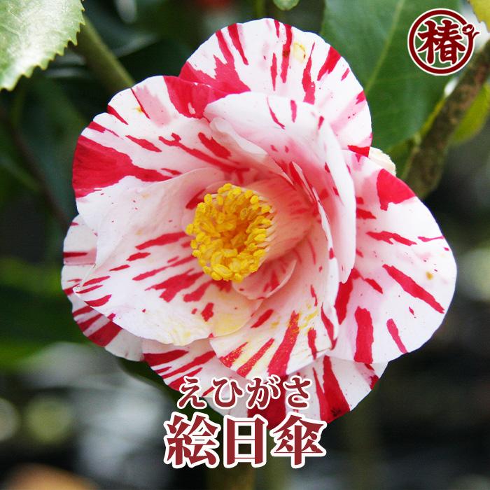 椿 絵日傘・えひがさ 15cmポット（5号鉢）挿木苗【つばき ツバキ 苗木