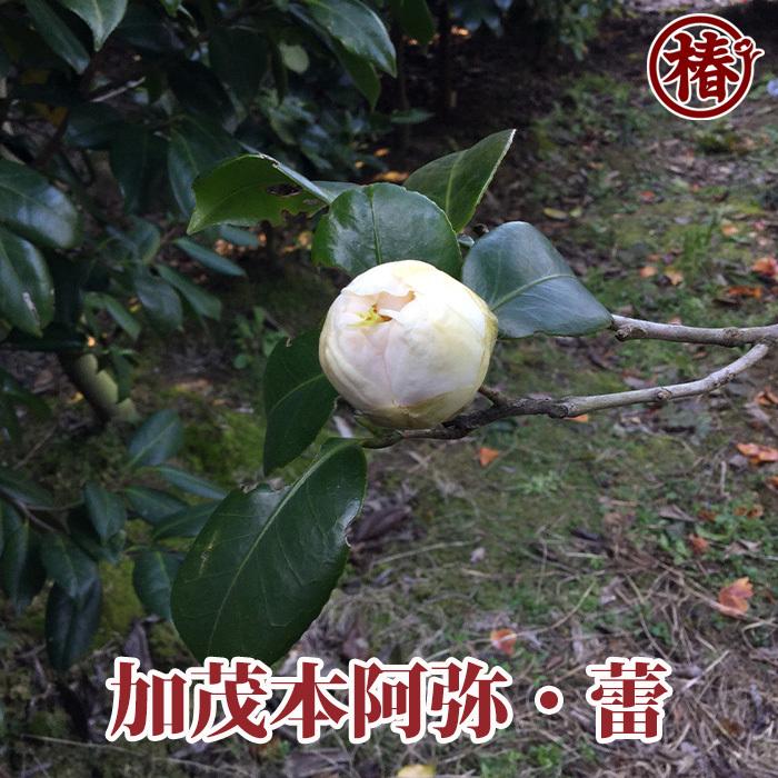 椿 加茂本阿弥・かもほんあみ 15cmポット（5号鉢）挿木苗【つばき