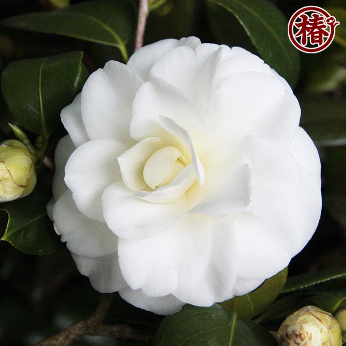 椿 白菊・しらぎく 15cmポット（5号鉢）挿木苗【つばき ツバキ 苗木