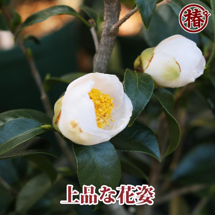 椿 白玉・しらたま 15cmポット（5号鉢）挿木苗【つばき 苗木 常緑 花木