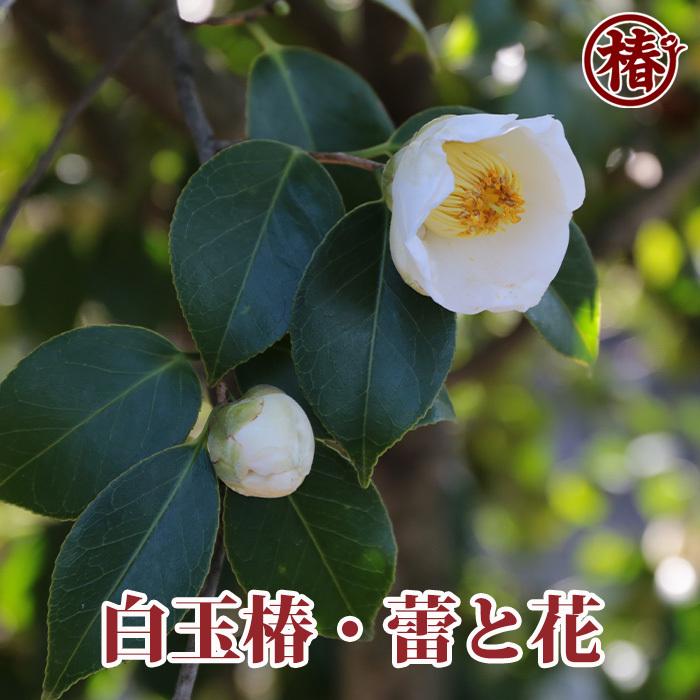 椿 白玉・しらたま 15cmポット（5号鉢）挿木苗【つばき 苗木 常緑 花木