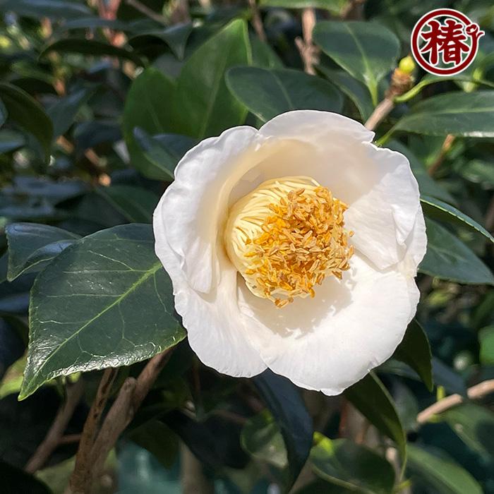 椿 白玉・しらたま 15cmポット（5号鉢）挿木苗【つばき 苗木 常緑 花木