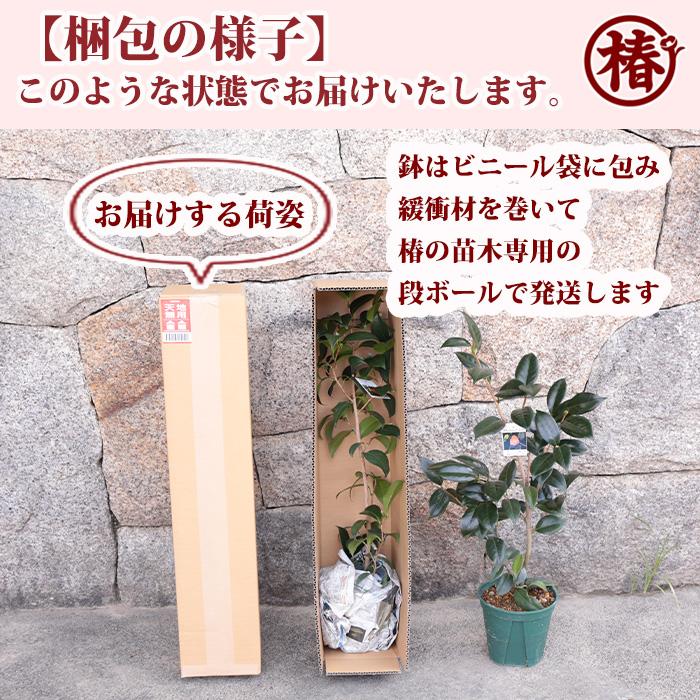 椿 白玉・しらたま 15cmポット（5号鉢）挿木苗【つばき 苗木 常緑 花木