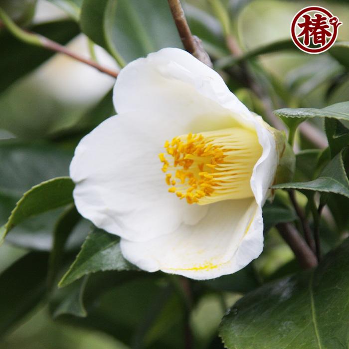 つばき 秀蘭(しゅうらん）一重咲き つぼみ付き 遅咲き 最小白花と