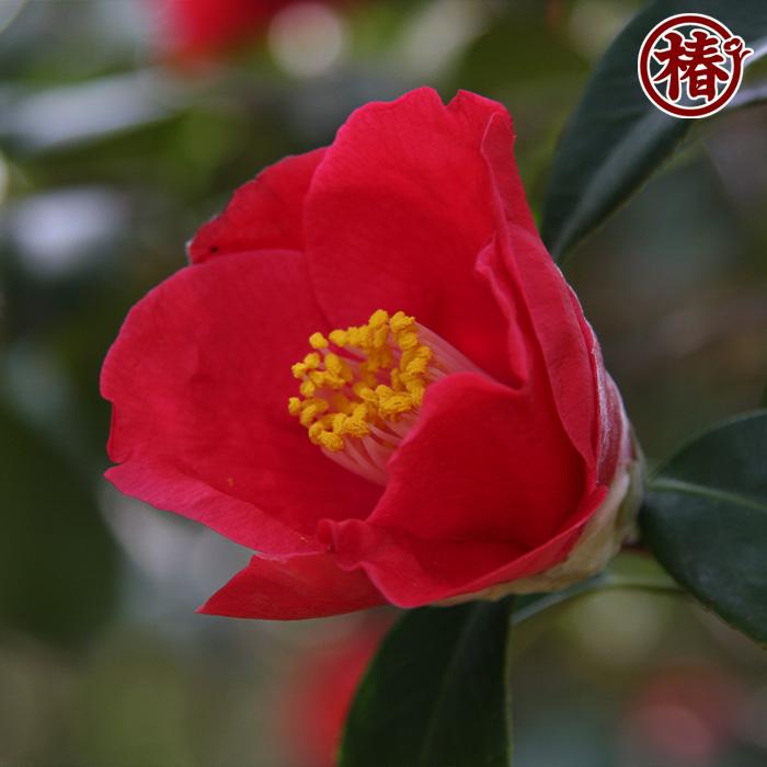 椿さん専用 椿さん専用 ツバキさん専用 ツバキさん専用 ツバキさん専用 ツバキさん