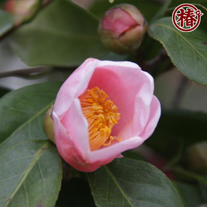 椿 西王母・せいおうぼ 15cmポット（5号鉢）挿木苗【つばき ツバキ