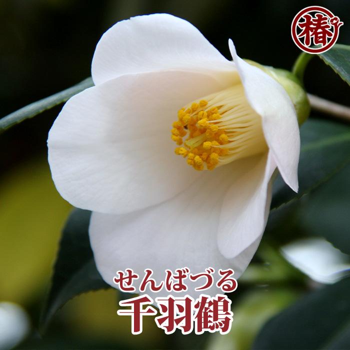 椿 千羽鶴・せんばづる 15cmポット（5号鉢）挿木苗【つばき 苗木 常緑