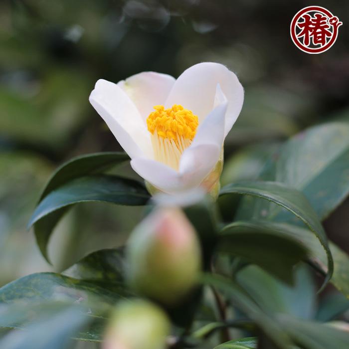 椿 千羽鶴・せんばづる 15cmポット（5号鉢）挿木苗【つばき 苗木 常緑