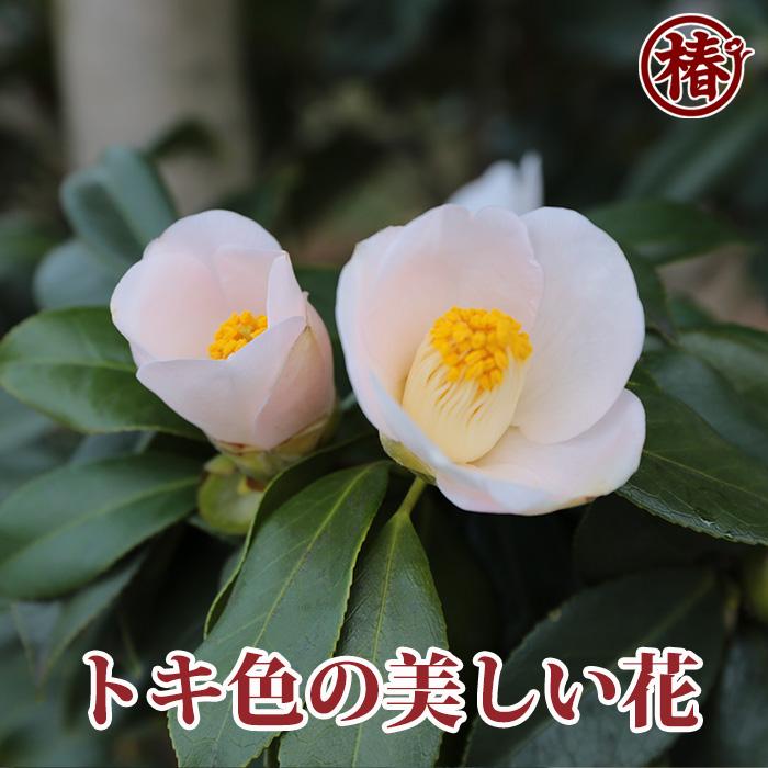 椿 椿 黒鶴 苗 販売 苗木部 By 花ひろばオンライン