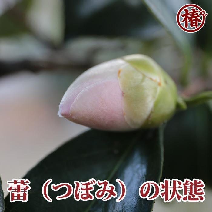 椿 千羽鶴・せんばづる 15cmポット（5号鉢）挿木苗【つばき 苗木 常緑